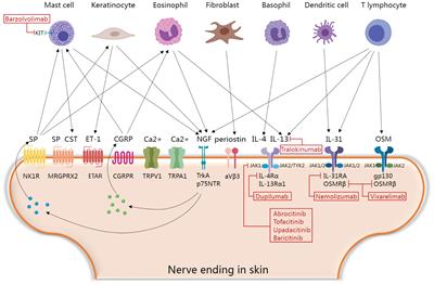 Molecular mechanisms of pruritus in prurigo nodularis